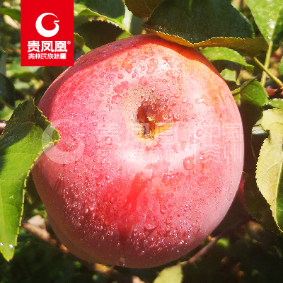 贵州高原红苹果